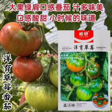 大果绿肩口感型番茄种子洋育草莓番茄种子酸甜多汁绿肩西红柿