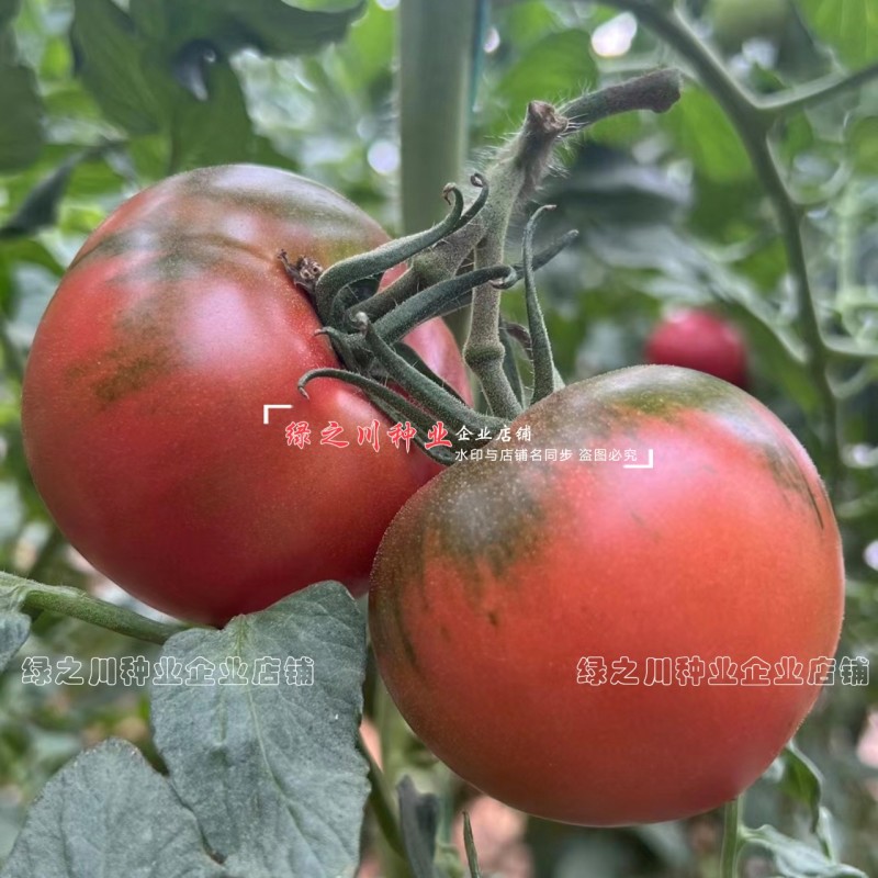 大果绿肩口感型番茄种子洋育草莓番茄种子酸甜多汁绿肩西红柿
