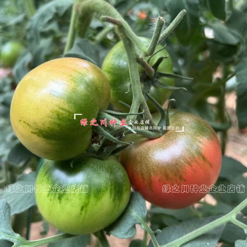 大果绿肩口感型番茄种子洋育草莓番茄种子酸甜多汁绿肩西红柿