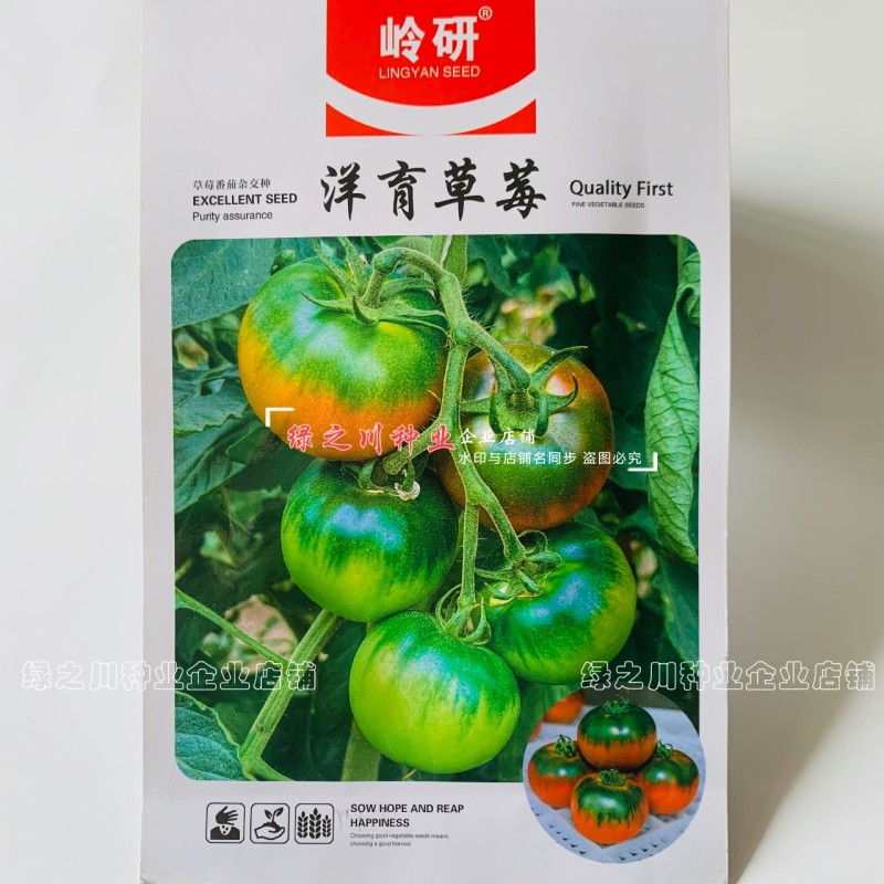大果绿肩口感型番茄种子洋育草莓番茄种子酸甜多汁绿肩西红柿