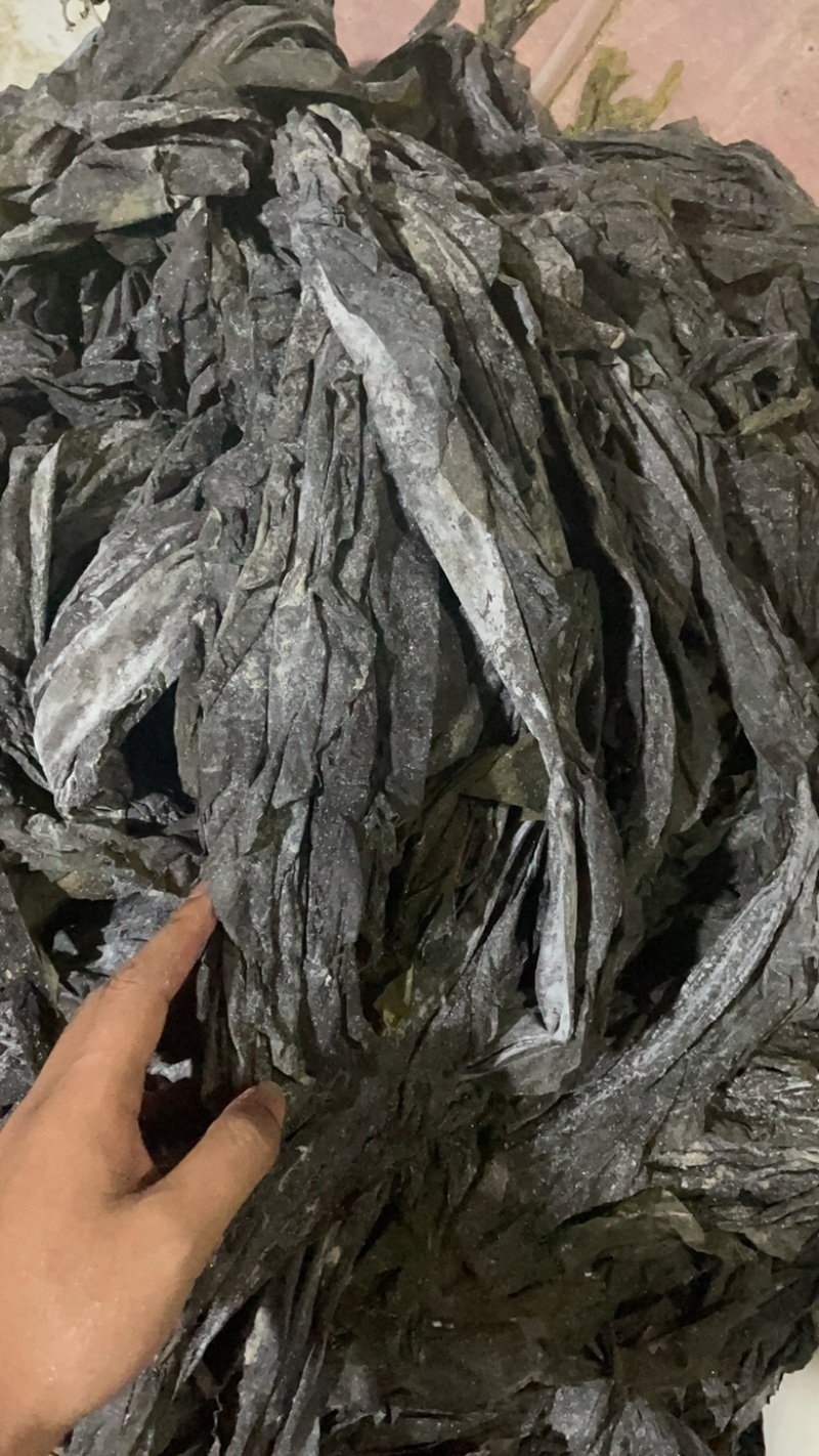 新货海带上市福建自家种植海带无沙日晒厚海带干海带