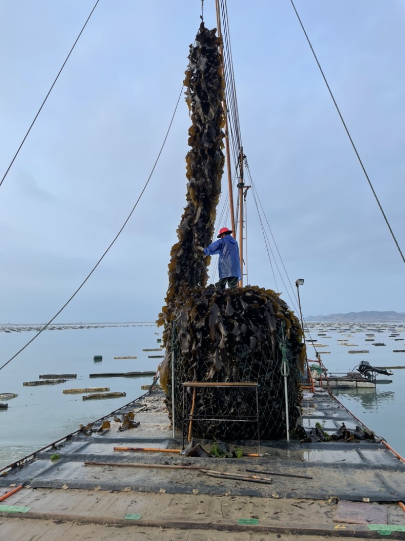 新货海带上市福建自家种植海带无沙日晒厚海带干海带