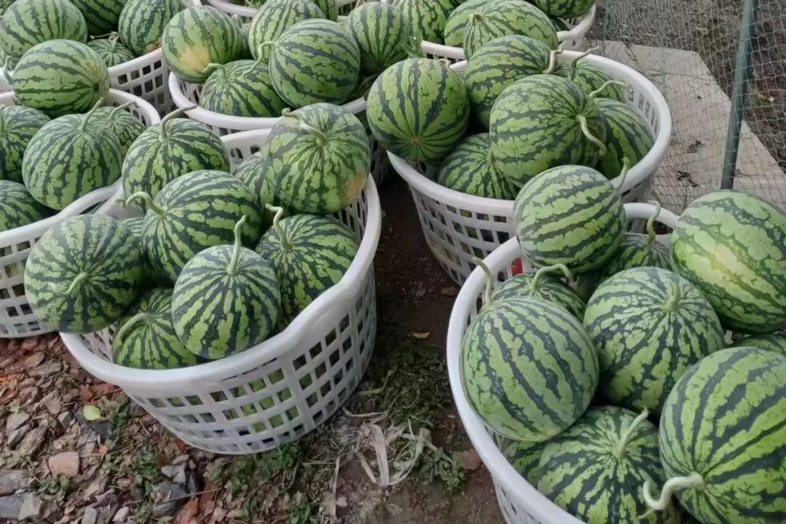 挑选8424西瓜的技巧图示