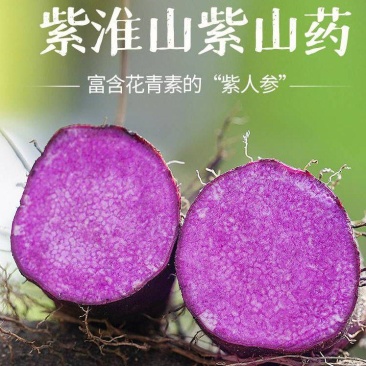 紫玉淮山药大量上市赣南紫山药板薯现货全国发供应链批发代办
