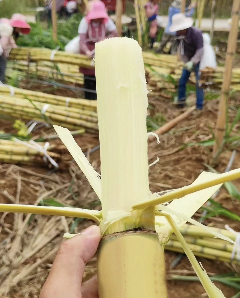 广东甘蔗精品黄皮甘蔗产地直供对接加工厂、市场