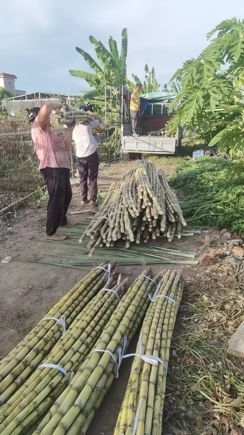 广东甘蔗精品黄皮甘蔗产地直供对接加工厂、市场