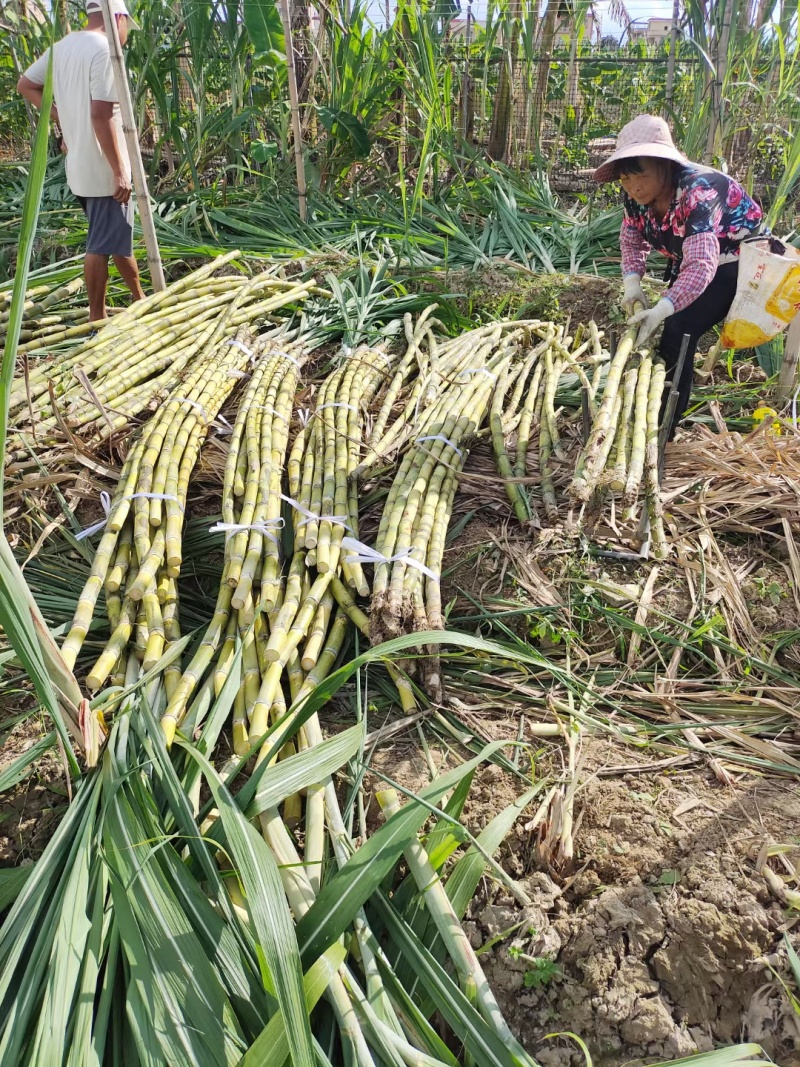 广东甘蔗精品黄皮甘蔗产地直供对接加工厂、市场