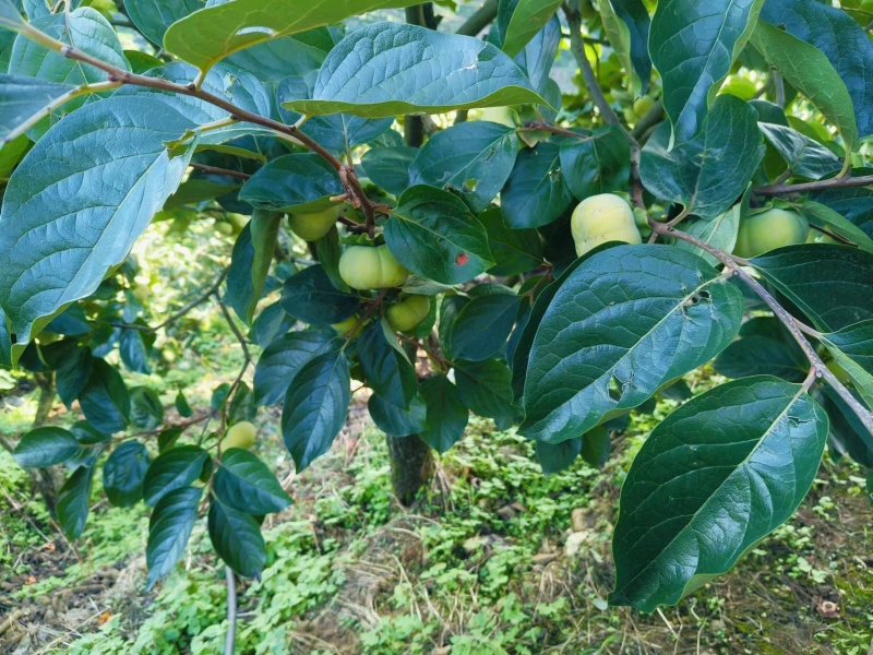 云南脆柿子基地一手货，保质保量价格公道，视频看货欢迎致电