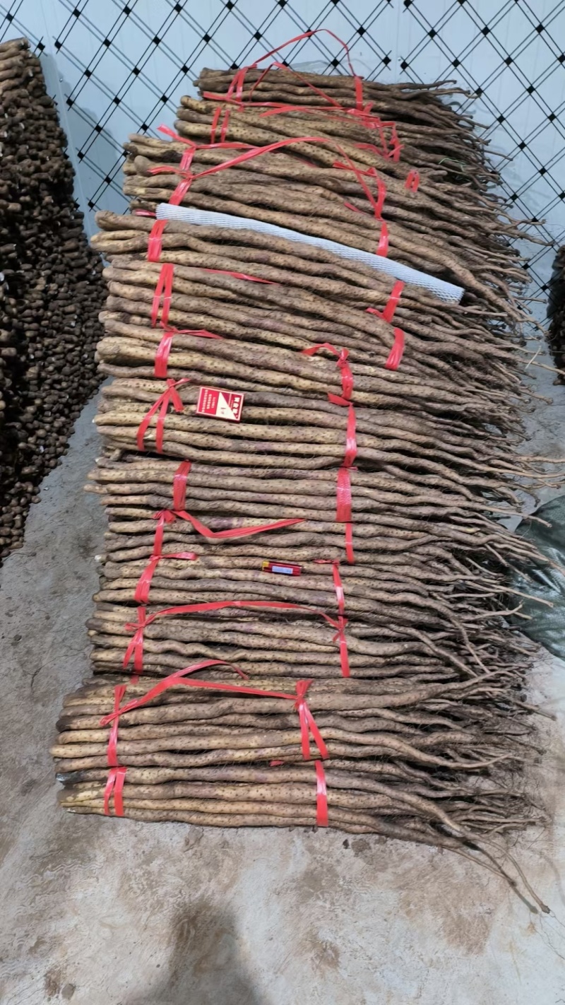 正宗温县铁棍山药河南省焦作市怀府特产新鲜