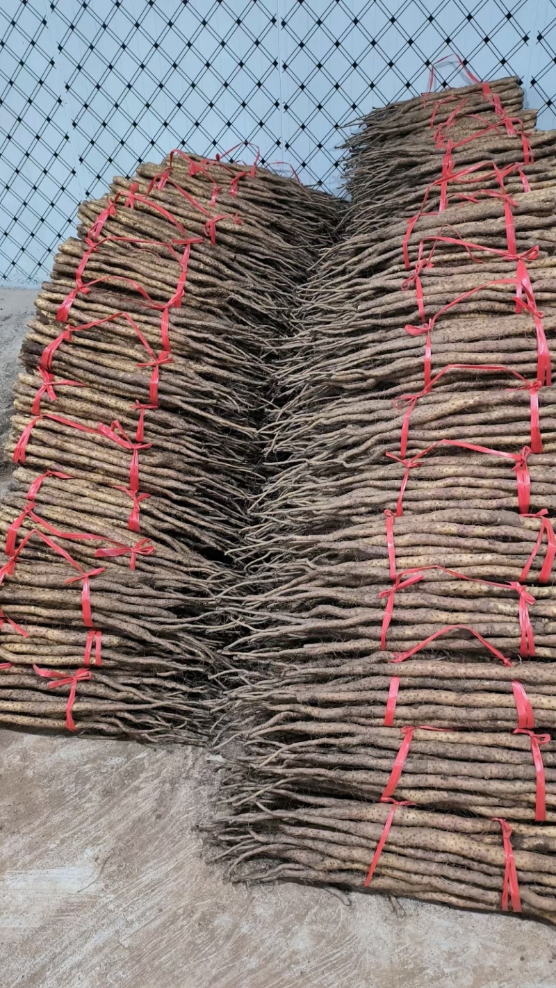 正宗温县铁棍山药河南省焦作市怀府特产新鲜