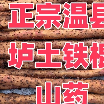 正宗温县铁棍山药河南省焦作市怀府特产新鲜