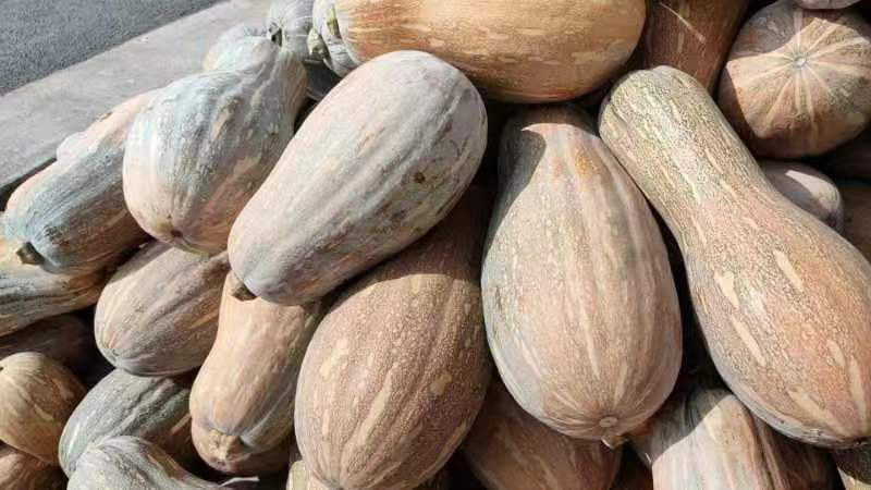 桂蜜1号蜜本南瓜果实特写：深绿纵沟纹表皮，成熟时果脐微凹，切面橙红均匀，肉质细腻无纤维，可见明显糖霜结晶层