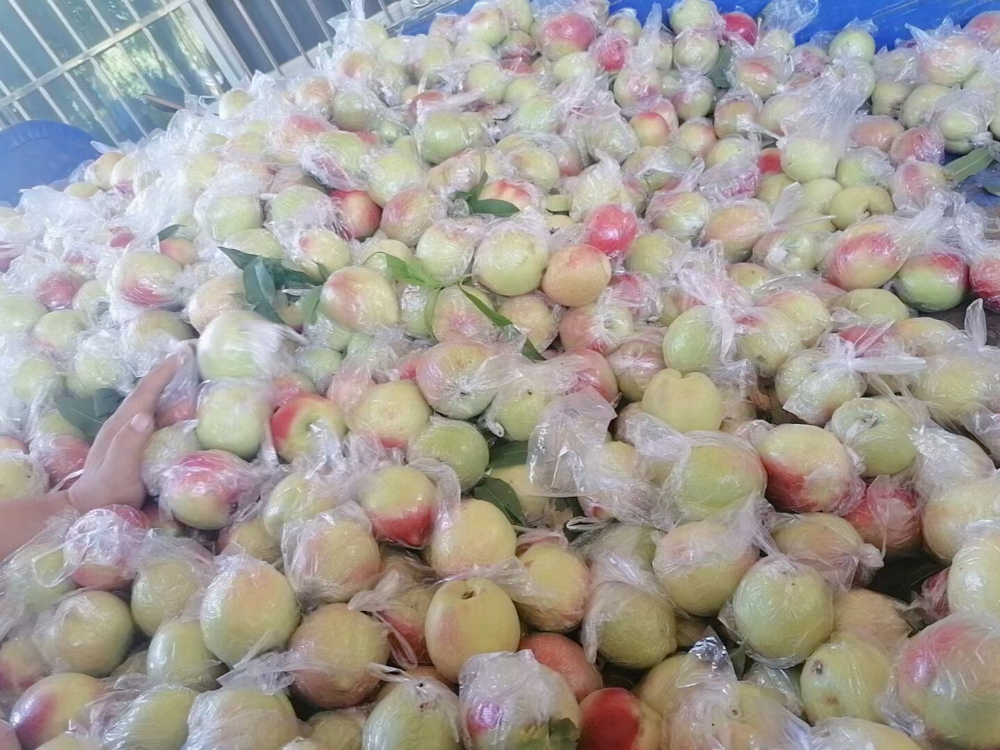 中油27油桃在市场上的销售场景,顾客正在挑选新鲜油桃 中油27油桃在市场上的销售场景