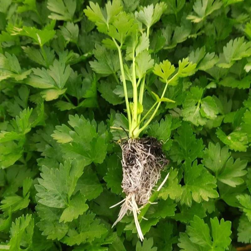 西芹苗成活率高根系发达