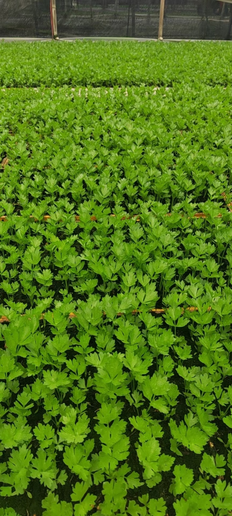 西芹苗成活率高根系发达