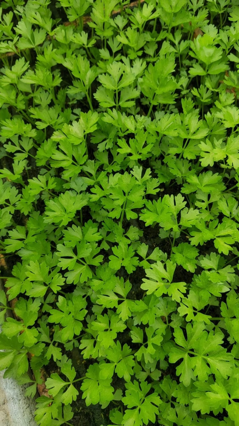 西芹苗成活率高根系发达