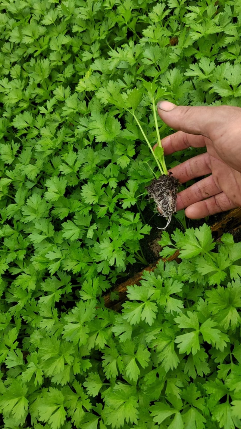 西芹苗成活率高根系发达
