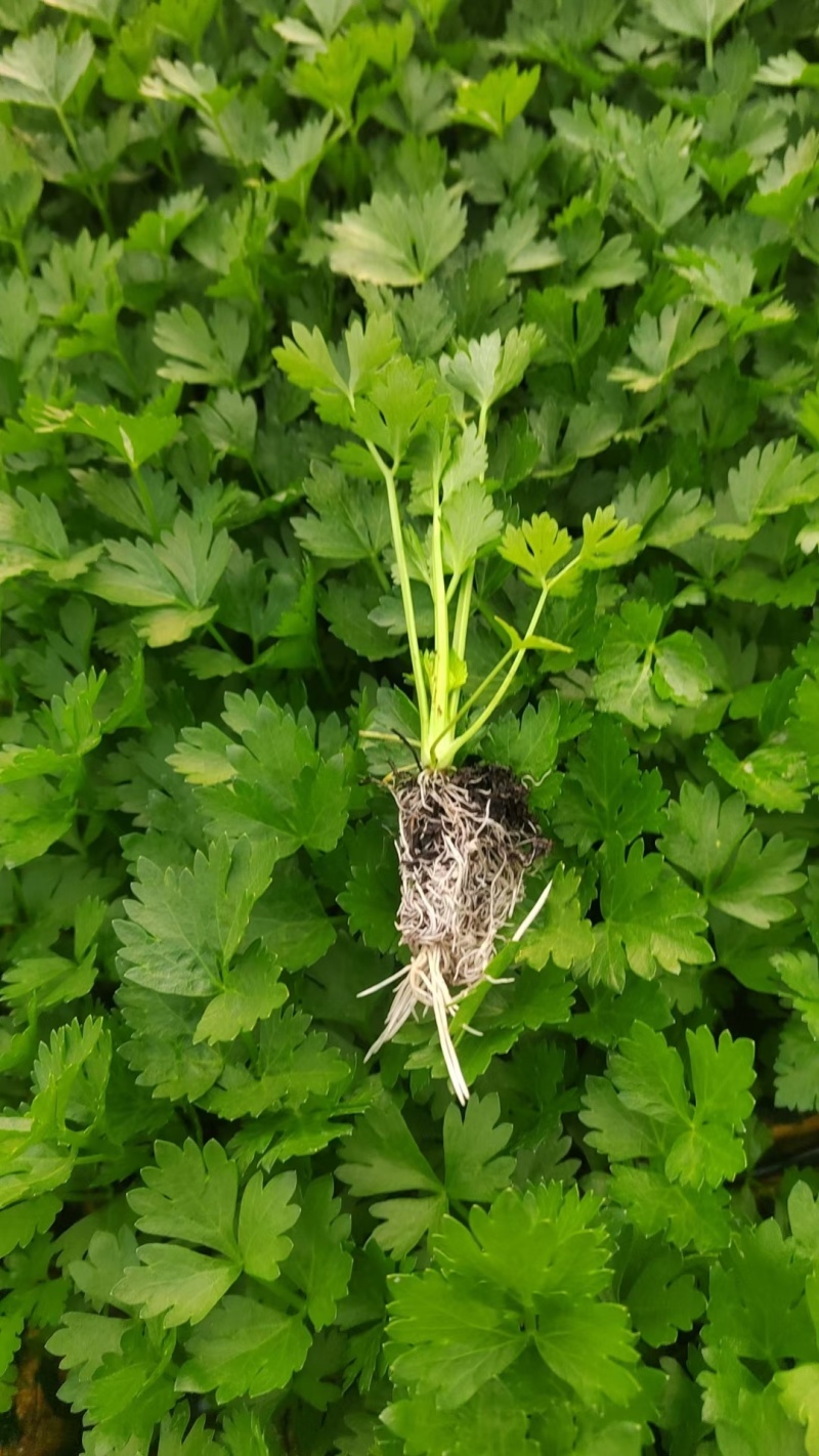 西芹苗成活率高根系发达