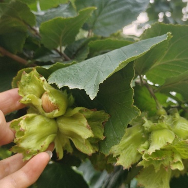鲜榛子可以摘了