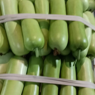 瓠瓜白瓜胡子瓜大量上市