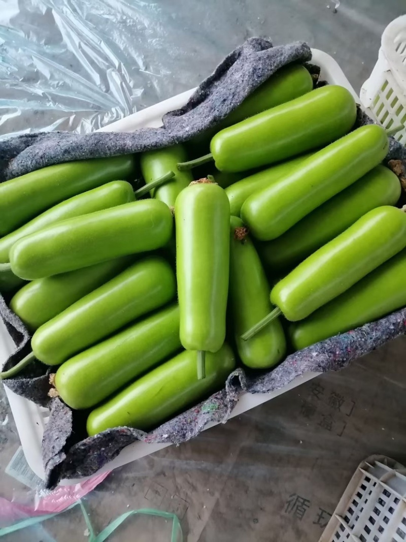 瓠瓜白瓜胡子瓜大量上市