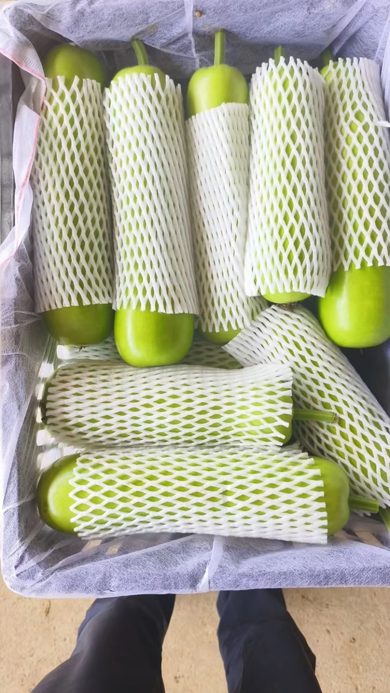 瓠瓜白瓜胡子瓜大量上市