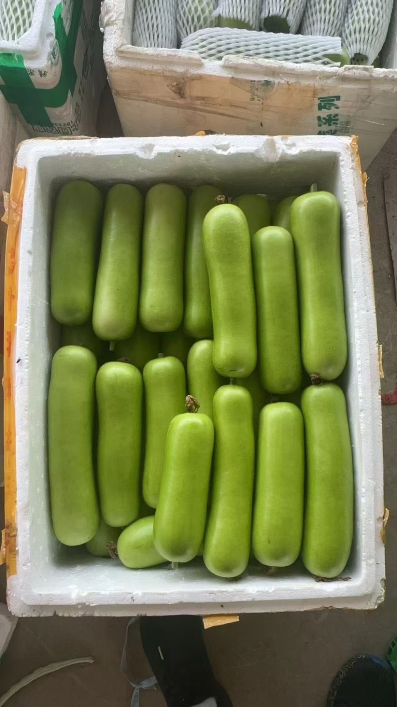 瓠瓜白瓜胡子瓜大量上市