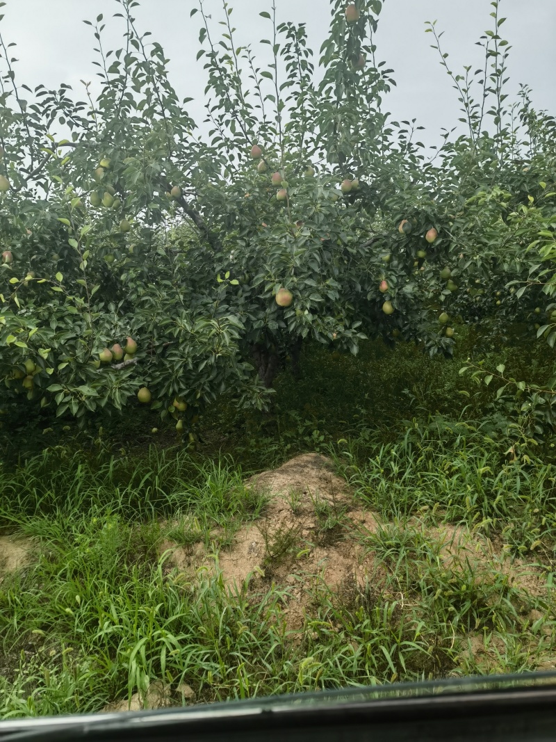 陕西渭南酥梨红香酥梨产地发货货源充足欢迎客商电话订货