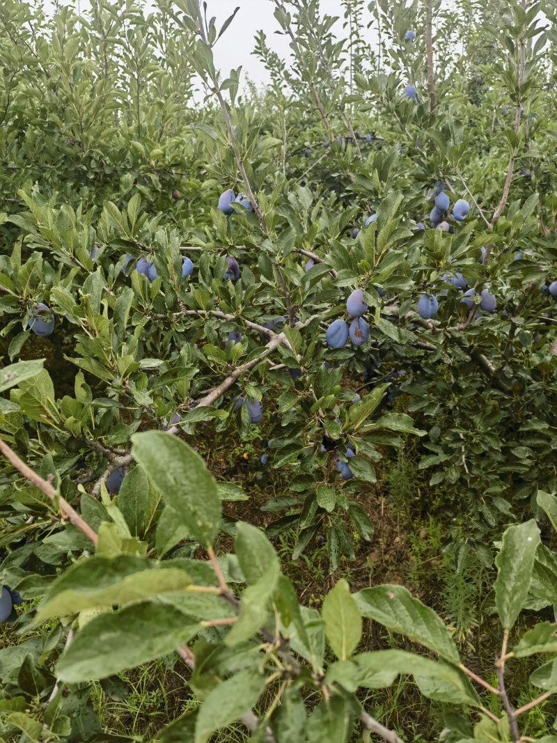 法兰西梅大量上市