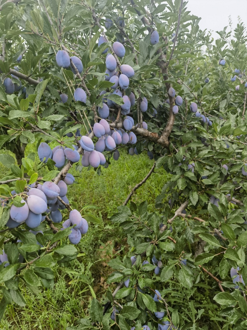 法兰西梅大量上市