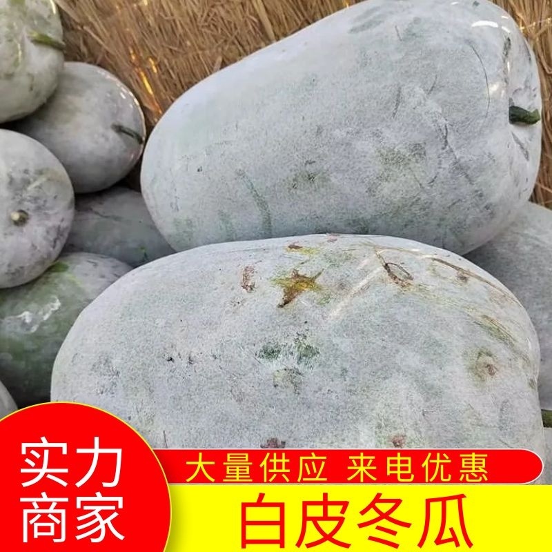 河南开封海南冬瓜，质量好价格低。有需要的老板联系