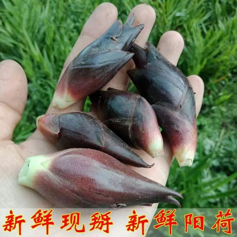 贵州山区野生现摘新鲜洋荷姜阳荷茗蔬菜洋荷野生洋藿