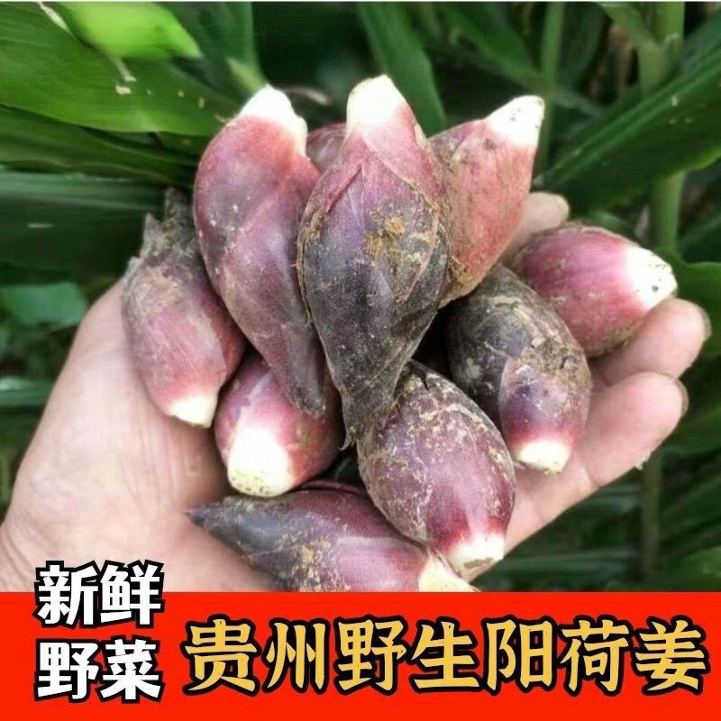 贵州山区野生现摘新鲜洋荷姜阳荷茗蔬菜洋荷野生洋藿