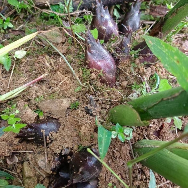 贵州山区野生现摘新鲜洋荷姜阳荷茗蔬菜洋荷野生洋藿