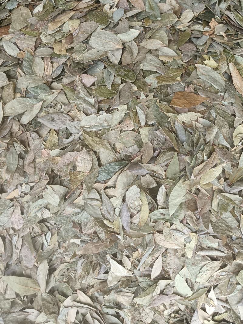山蜡梅：岩马桑、亮叶腊梅、毛山茶、香风茶、