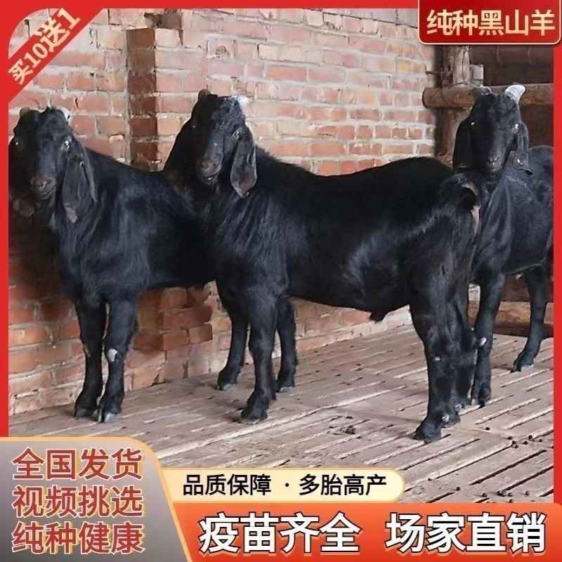 努比亚黑山羊羊苗