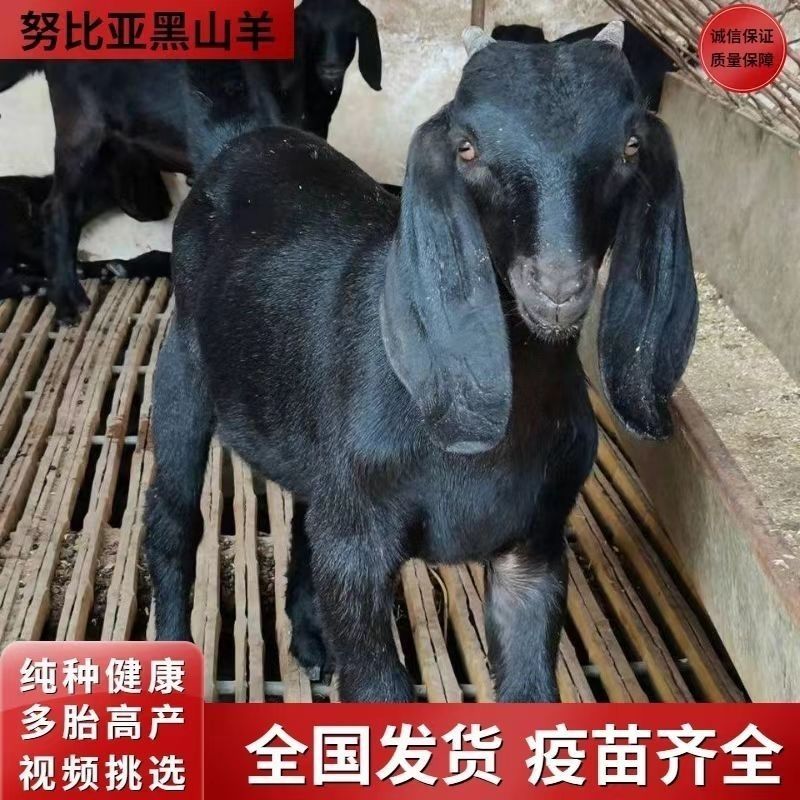 努比亚黑山羊羊苗
