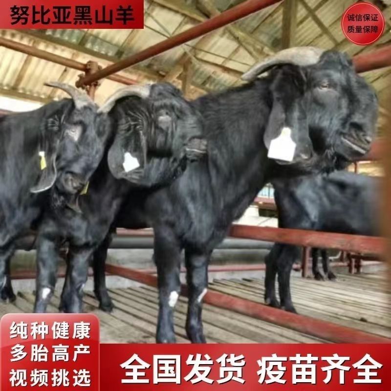 努比亚黑山羊羊苗