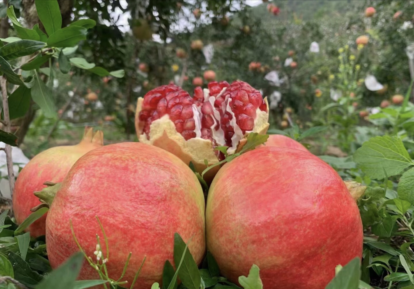 成熟的突尼斯软籽石榴特写