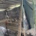 200亩大型水鸭养殖基地，大量出售，每月出产5万只以上。