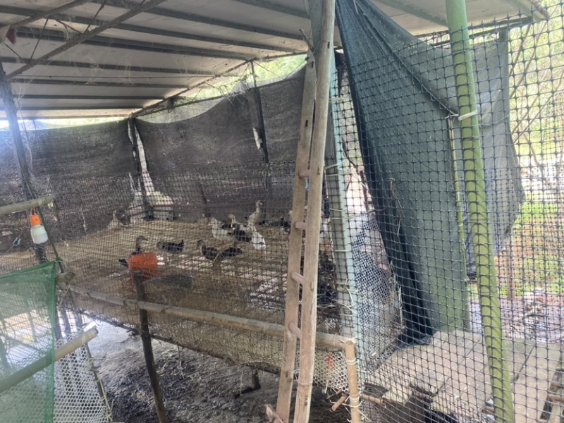 200亩大型水鸭养殖基地，大量出售，每月出产5万只以上。