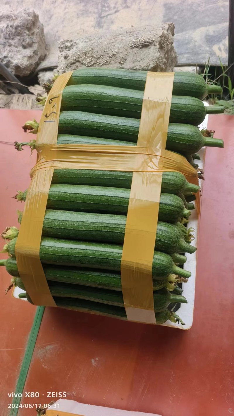油皮丝瓜，精品油皮丝瓜，黑亮，底上一样，保质保量。