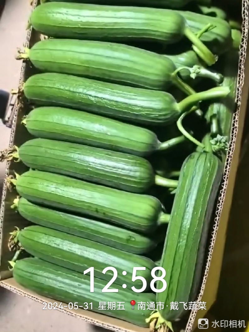 油皮丝瓜，精品油皮丝瓜，黑亮，底上一样，保质保量。