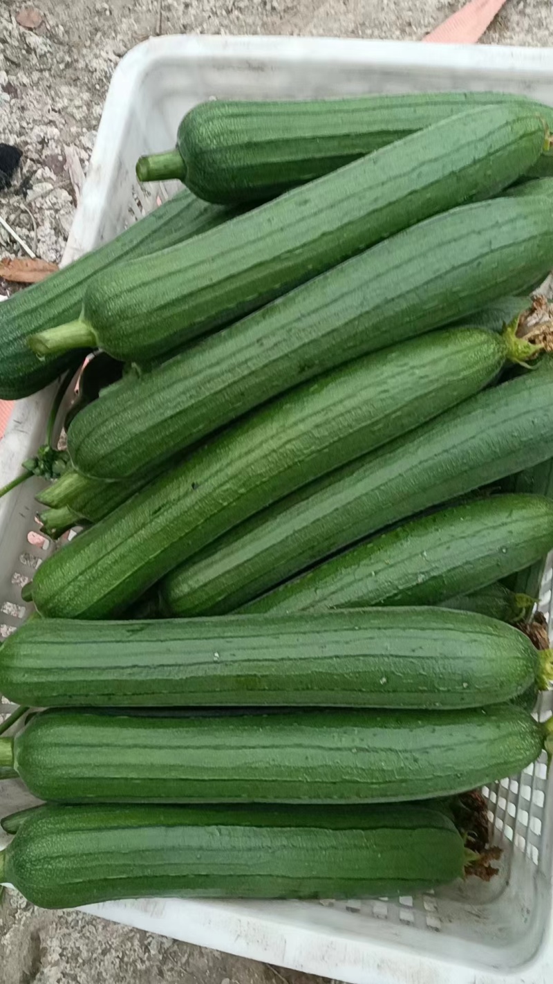 油皮丝瓜，精品油皮丝瓜，黑亮，底上一样，保质保量。
