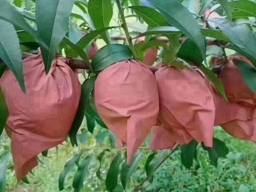 桃树套袋前后对比图