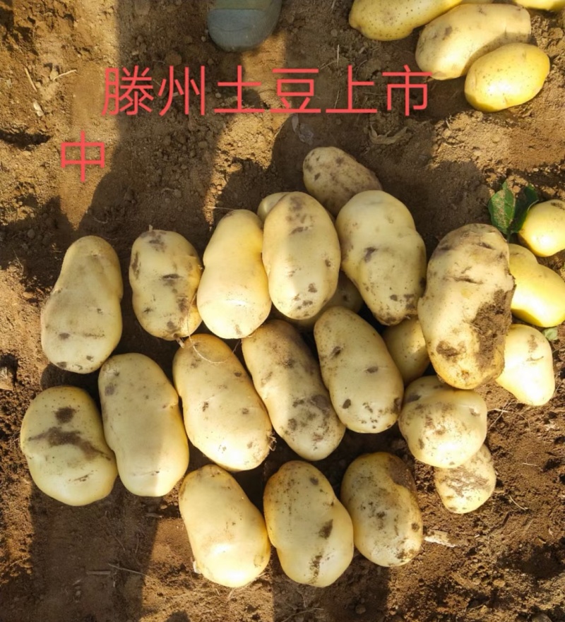 沃土五号土豆/滕州土豆/规格齐全/基地现货/代发全国