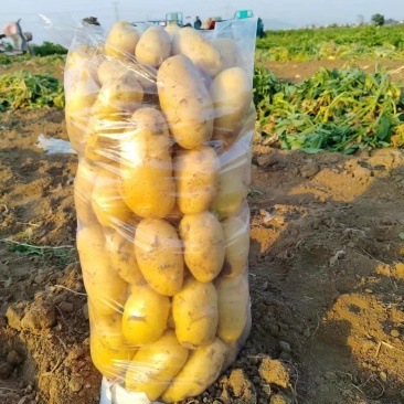 V7土豆/滕州土豆/规格齐全/基地现货/代发全国
