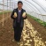 V7土豆/滕州土豆/规格齐全/基地现货/代发全国