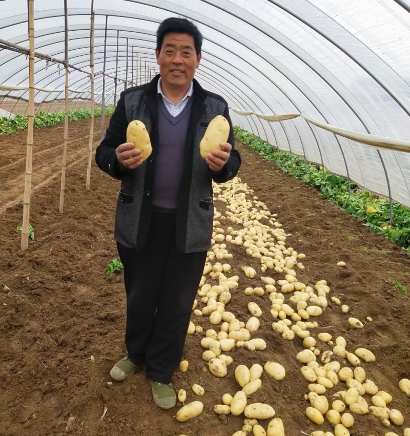 V7土豆/滕州土豆/规格齐全/基地现货/代发全国