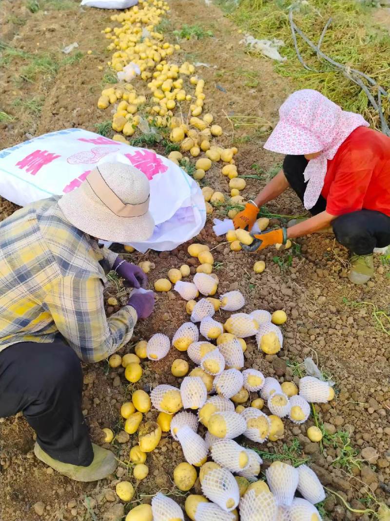 V7土豆/滕州土豆/规格齐全/基地现货/代发全国